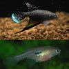 Hypsolebias Coamazonicus Parnaiba Pair