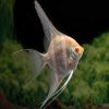 Peru Altum Angelfish Albino