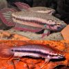 Rubra Flame Female
