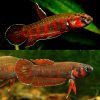 Rubra Flame Male