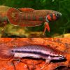 Rubra Flame Pair