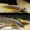 Yellow Tail Catfish
