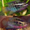 Red Breasted Flag Acara Dwarf Cichlid