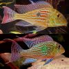 sven's eartheater cichlid