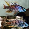 Marbled OB Eye Biter Cichlid