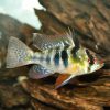 Blue Ram "Wild Caught"