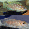 brevis shell dweller