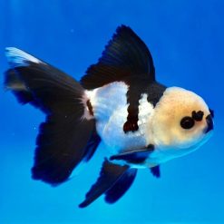 Panda Oranda Goldfish