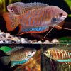Indian Banded Gourami