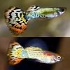 luminous tiger guppy male