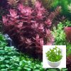Amplexicaulis Giant Red Bacopa