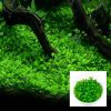 Mud Mat Tissue Culture