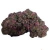 Petworx Ornament Large Live Rock No.22