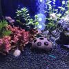 ACO Shrimp Dome ACOSDOME AQUARIUM