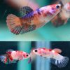 Koi Crown Tail Female