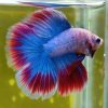 Assorted Mascot Twin Tail Male