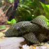 bristlenose catfish female