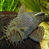 bristlenose catfish male