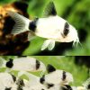 Ultra White Panda Cory Catfish