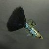 Black Cobra Guppy