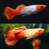 koi snakeskin guppy male