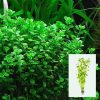 Bacopa Monnierii Green Bunch