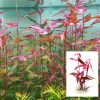 Persicaria Sao Paulo Bunch