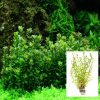 Rotala Ammania Indica Bonsai