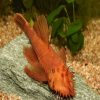 Super Red Bristlenose Catfish Male