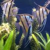 Altum Angelfish
