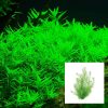 Rotala Green Bunch