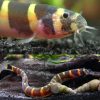 Giant Khuli Loach