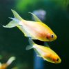 emperor tetra yellow