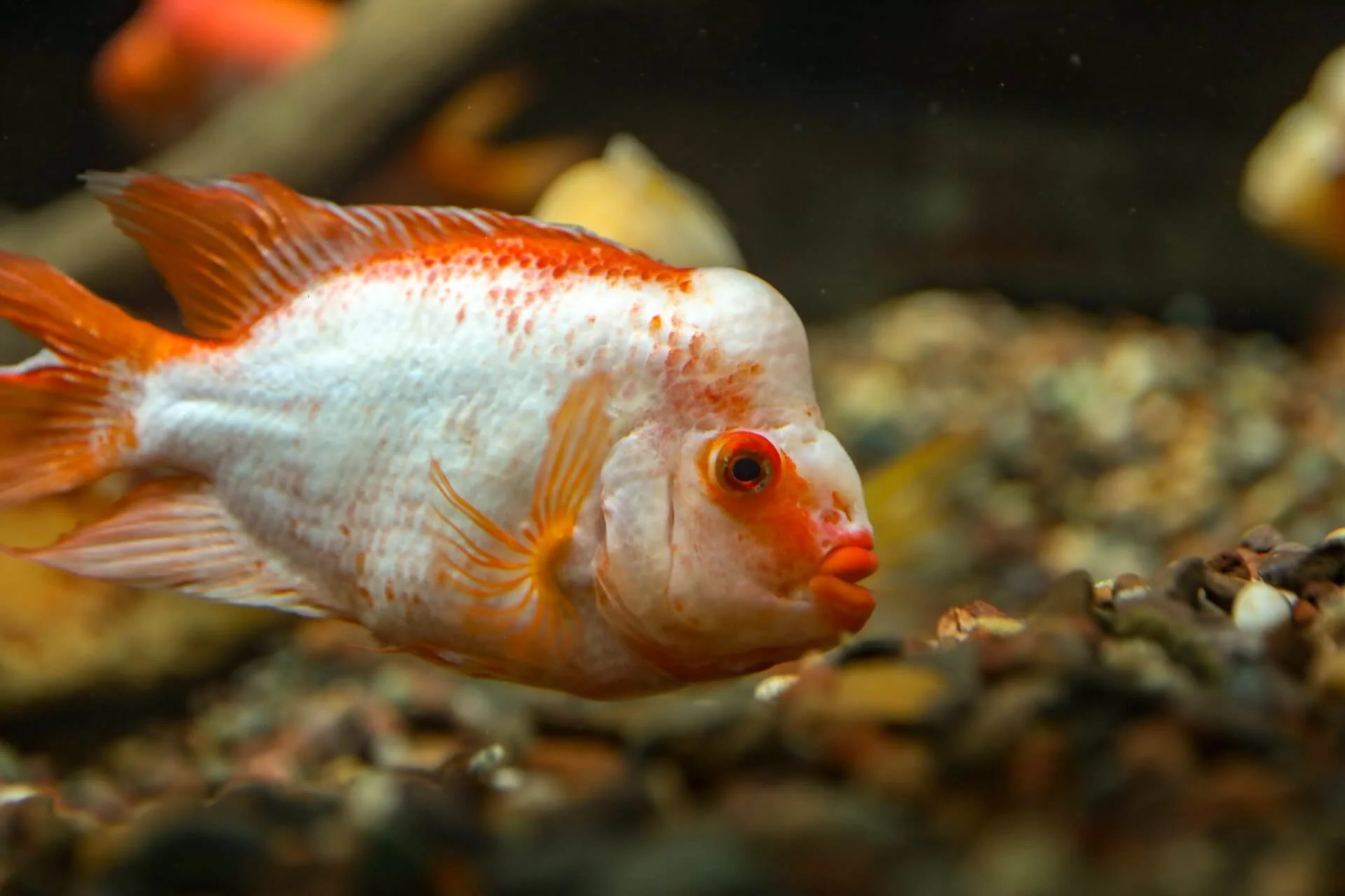 Buy live fish near me best sale