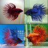 Standard Assorted Crown Tail Male