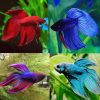 Standard Assorted Veil Tail Male