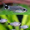 Tail Spot Pygmy Cory Catfish
