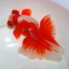 Red White Butterfly Tail