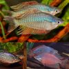 red striped rainbowfish