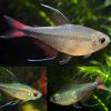 Phoenix Tetra