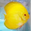 Full Yellow Discus