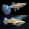 Albino Sky Blue Platinum Guppy Female
