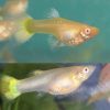Albino Tiger Guppy Female