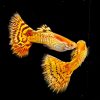 Albino Tiger Guppy Male