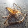 Freshwater Long Arm Prawn - 5cm