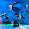 tuxedo super veiltail angelfish