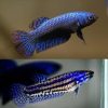 Steel Blue Alien Halfmoon Plakat Female