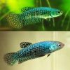 Green Alien Halfmoon Plakat Female