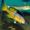 Leptosoma Brilliant Jumbo