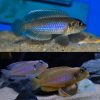 Lamprologus Ocellatus Blue Occie
